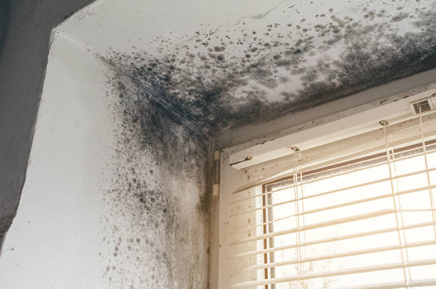 Trusted Black Mold Removal service in Quincy, FL - Cheap Mold Removal