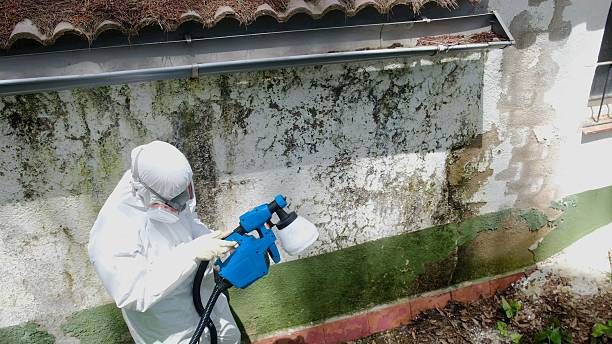 Trusted Mold Removal service in Quincy, FL - Cheap Mold Removal